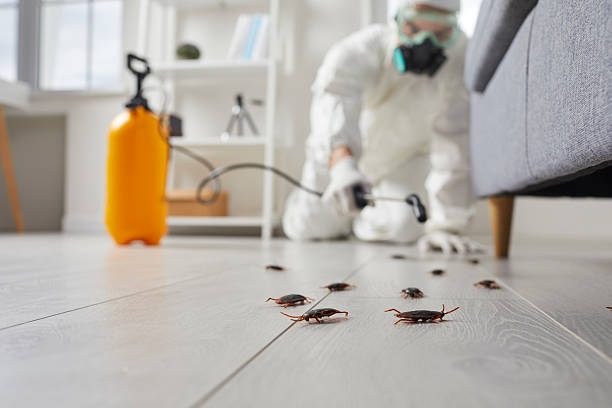 Commercial Rodent Management in Seabrook